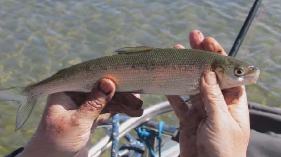 سفیدماهی یا ماهی کورِگون زمان338ثانیه