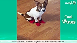 فانی های سگ و گربه ای