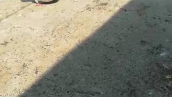 دان خوردن کبوترها از داخل دانخ...