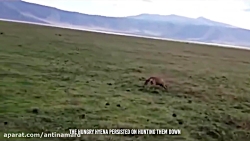 زنده خواری سگ توسط کفتار  صحنه...