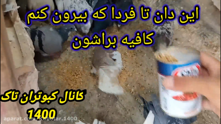 روش کبوتر بازی خودم