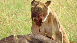 7 غذای مورد علاقه شیرها || حمل...