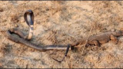 اژدهای کومودو در مقابل مار کبر...