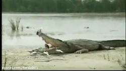 دوستی پرندگان با کروکودیل  تمی...