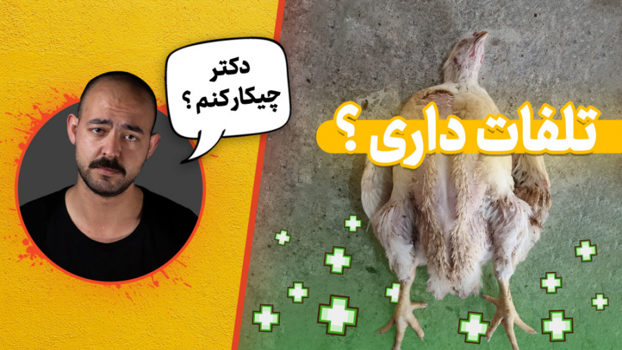 نکات مهم بعد از بیماری در پرورش مرغ گوشتی دکتر محمد مهدی عبدالهی (دامپزشک)