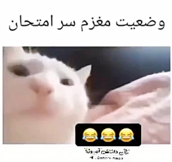 مغزم سر امتحان