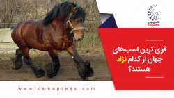 قوی ترین اسب های جهان از کدام نژاد هستند؟