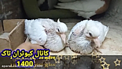 نمایشی از جوجه طوقی ها