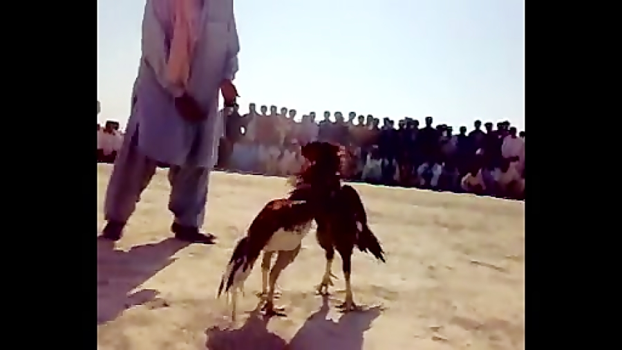 کشته شدن لاری اصل افعان