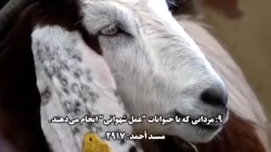 ۴۰ مرد لعنت شوده