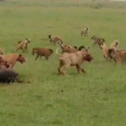 نبرد خونین بین دو رقیب دیرینه...