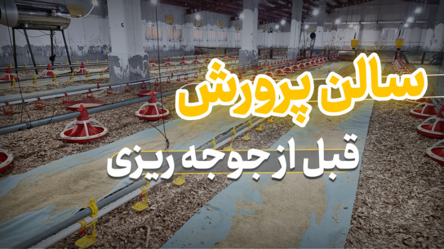 سالن پرورش مرغ گوشتی قبل از جوجه ریزی دکتر محمد مهدی عبدالهی (دامپزشک)