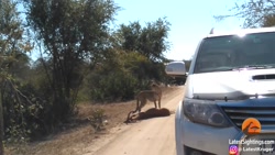 جنگ حیوانات  باغ وحش جنگل بزرگ...