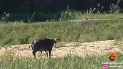 جنگ حیوانات  باغ وحش جنگل بزرگ...