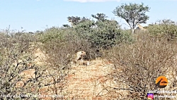 جنگ حیوانات  باغ وحش جنگل بزرگ...