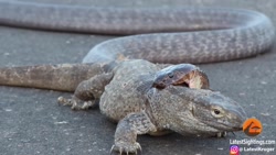 بهترین مشاهده حیوانات در سال 2...