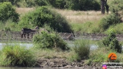 بهترین مشاهده حیوانات در سال 2...