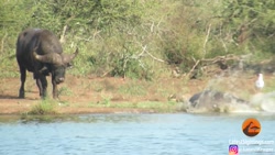 بهترین مشاهده حیوانات در سال 2...