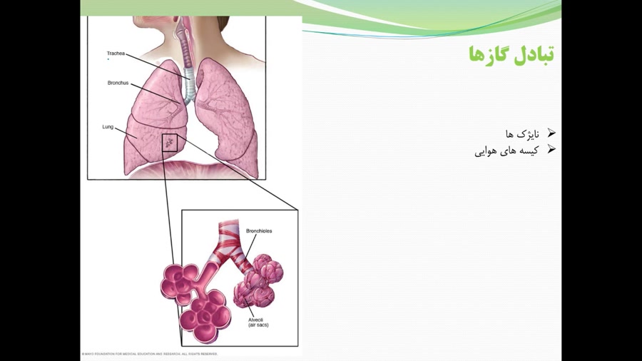 دستگاه تنفس بخش دوم