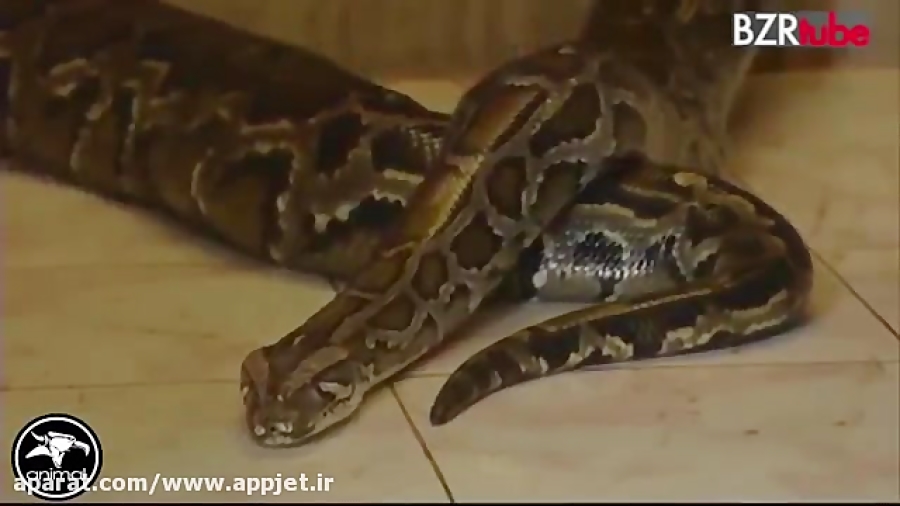 حمله وحشتناک مار کبرا به مرد ب...