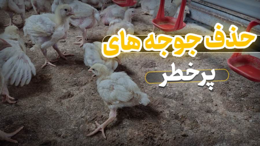 حذف جوجه های پرخطر در پرورش مرغ گوشتی دکتر محمد مهدی عبدالهی (دامپزشک)