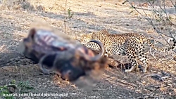 جنگ خونین کفتارها و شیرها | جن...