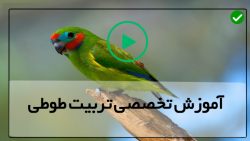 فوت و فن یاد دادن حرف زدن به طوطی