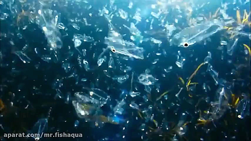 مستند آبی ژرف (DEEP BLUE)؛ دوبله فارسی زمان5419ثانیه