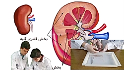 تشریح کلیه /انیمیشن پس زمینه با تکنولوژی کروماکی/