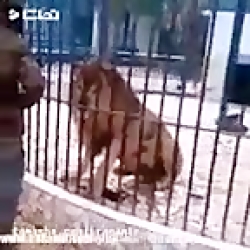 با دم شیر بازی نکن آدم با هوش