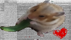 حیوان خانگی بامزه جدیدم