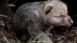 مستند حیوانات وحشی آمریکای شما...