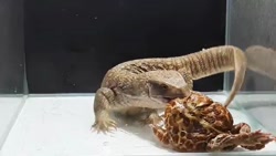 شکار قورباغه رنگی سمی توسط بزمچه