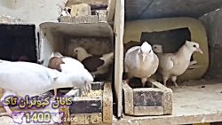 دان دادن به کبوتر جوجه کشی