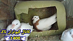 چند نکته در مورد کبوتر طوقی