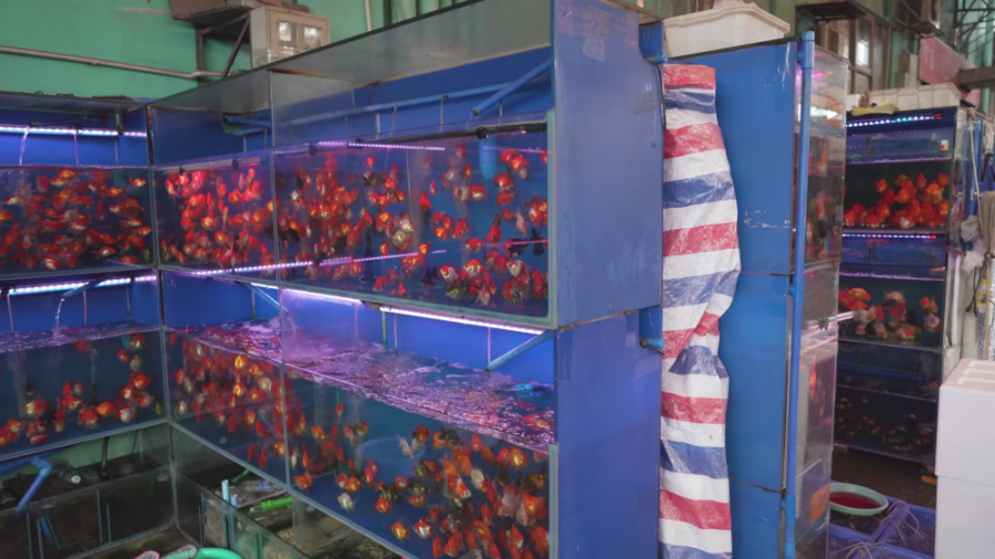 hamed fish keeper