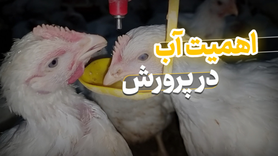 اهمیت آب در پرورش مرغ گوشتی دکتر محمد مهدی عبدالهی (دامپزشک)