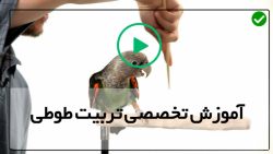 فیلم آموزش تربیت طوطی-اهلی کردن طوطی-اندازه دلخواه انتخاب شود فیلم آموزش تربیت طوطی-اهلی کردن طوطی-اندازه دلخواه انتخاب شود