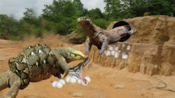 مار پیتون غول پیکر در مقابل اژ...