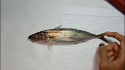 ماهی ده باله هندی: Decapterus russelli