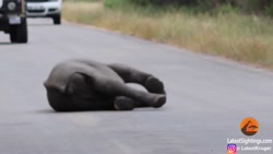 فیلها نجات  محافظت برترین لحظه...