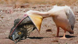 حیات وحش  قوهای گرسنه بی رحمان...