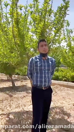 باغات تحت مدیریت مجتمع تجاری درخت پزشک گلبرگ