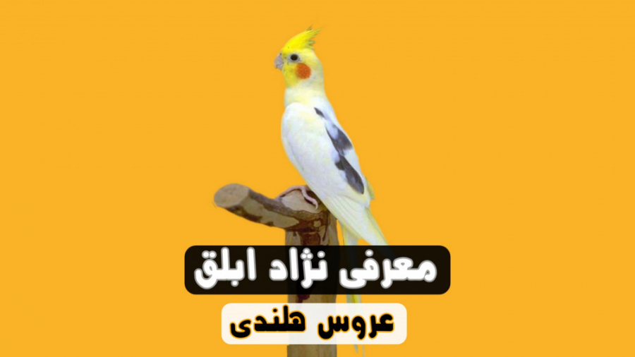 معرفی نژاد ابلق عروس هلندی زمان251ثانیه
