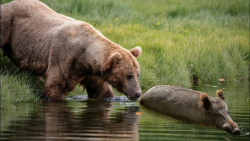 زنده خواری حیوانات وحشی خوردن...