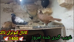 نمایشی از کبوتر که غریب گرفتم