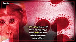 آیا ویروس آبله میمون خطرناک اس...