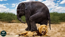 حمله فیل عصبانی به شیر و زخمی...