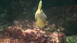 خانواده سه خارماهیان: Triacanthidae