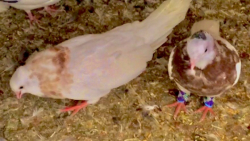 بیرون اوردن جوجه طوقی ها